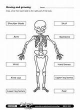 Skeleton Bones Worksheet Label Worksheets Human Labeling Printable Simple Kids Skeletal System Grade Diagram Quiz Activities 4th Vocabulary Worksheeto Science sketch template