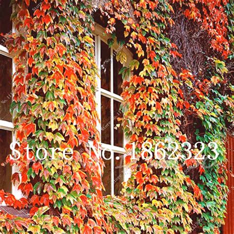 pcs rare red ivy climbing plants potted garden bonsai green plant