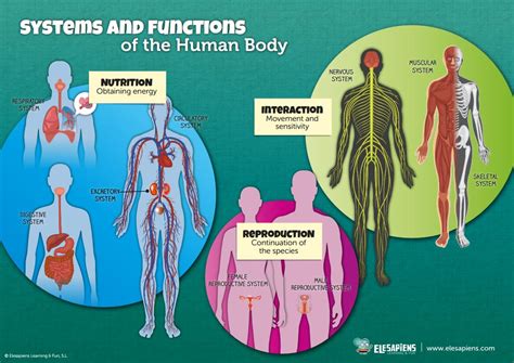 bilingual infographics   human body elesapiens blog