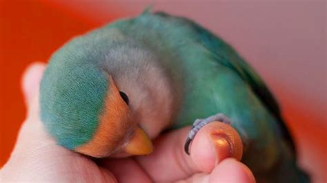 cute  cuddly lovebird parrots  cute  cuddly fresh positivity