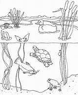 Pond Habitat Colouring Getcolorings Wetland Library H2o sketch template