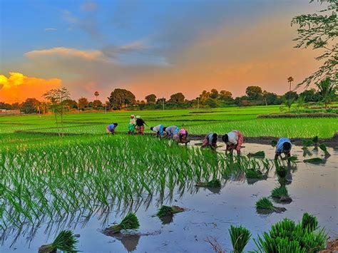 rice paddy crop cultivation notes    agriculture exam