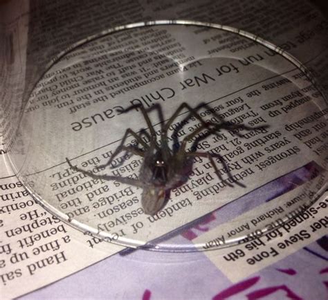 irish mirror readers tell of horror as sex crazed spiders set to invade irish homes irish