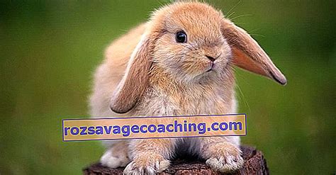 how to determine the gender of a rabbit 22 photos how to distinguish a