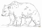 Draw Bear Grizzly Drawing Step Sketch Coloring Printable Tutorials Pages Tracing sketch template