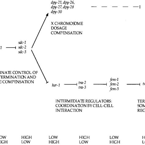 Somatic Sex Determination Pathway In C Elegans The Pathway Involves