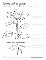 Plant Parts Coloring Color Label Grade Printable Worksheets Activities Pages Activity Kindergarten Cleverlearner Labelled Flowering Flower Kids Sheets First Esteem sketch template
