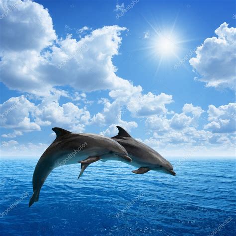 dolphins jumping stock photo  igrzh