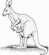 Mammals Wallaby Marsupials Abdomen Namely Characteristics Presence sketch template
