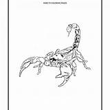 Scorpion Coloring Pages Cartoon Corduroy Printable Drawing Scorpions Tail Desert Colouring Getdrawings Getcolorings Reptile Template Animals sketch template