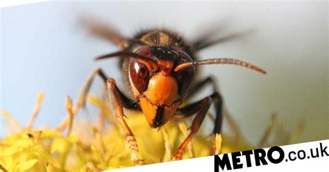 Deadly Asian Hornet Nest Destroyed In Britain But More Have Been