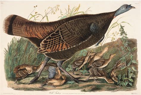 rare prints wild turkey female in 2021 audubon prints bird prints