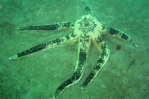 giant starfish flickr photo sharing