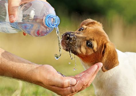 pets  pure water