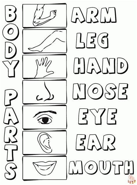 discover fun   body parts coloring pages  kids  gbcoloring