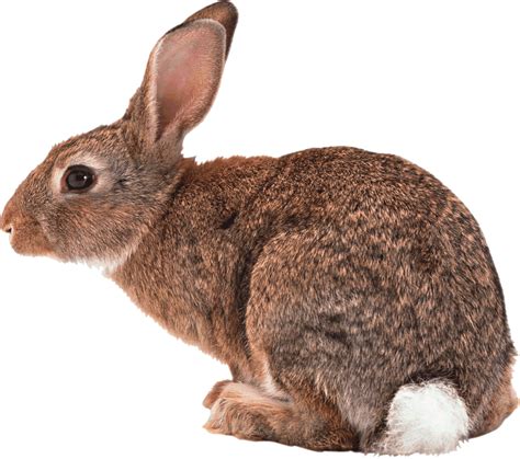 Amazing Facts About Rabbit ~ Abeyek