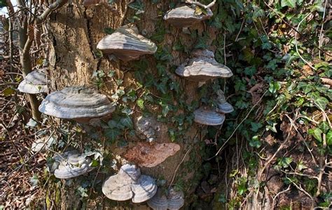 agarikon mushroom benefits   defiel