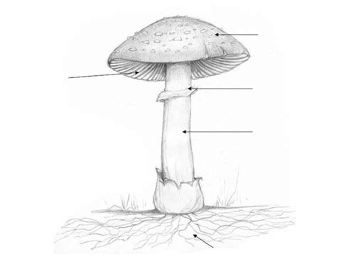 mushroom diagram quiz