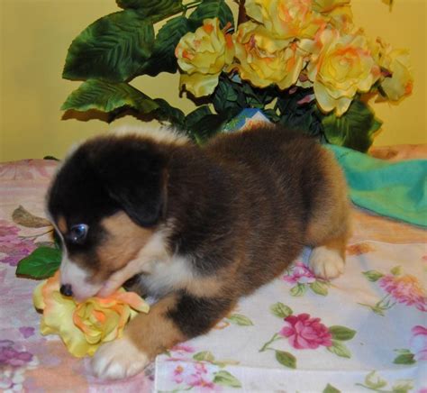 shamrock rose aussies exciting news summer litters coming expected 2nd week in july ready