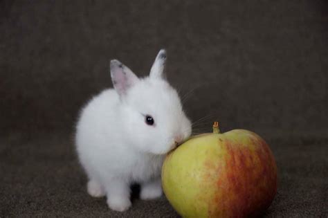 baby bunnies rabbits photo  fanpop