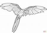 Papagei Fliegender Ausmalbild Zeichnen sketch template