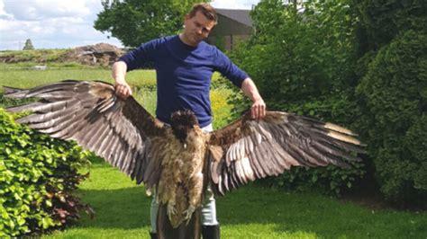 bearded vulture  rare visit  netherlands killed  wind turbine blades dutchnewsnl