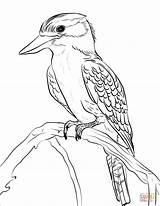 Coloring Kookaburra Australian Pages Animals Template Printable Birds Drawing Templates Supercoloring Categories sketch template