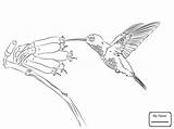 Hummingbird Flower Drawing Step Getdrawings Birds Coloring Pages Hummingbirds sketch template