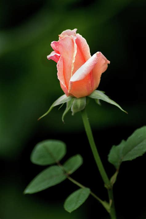 Profile Pink Rose Photograph By Don Johnson
