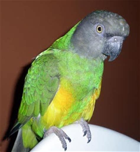 pet stores guide senegal parrots