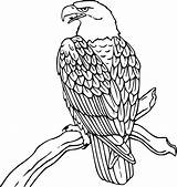 Eagle Line Drawings Drawing Clipart Bald Draw Coloring Eagles Print Clip Pages Printable Body Bird Animals Para Color sketch template