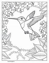 Hummingbird Coloring Print Pages Popular sketch template