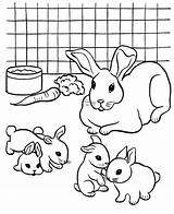 Coloring Rabbit Pages Printable Pet Colouring Rabbits Color Kids Print Pets Bunny Breeding Online Animal Books Cat Popular Dog Small sketch template