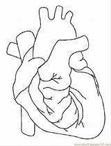 Heart Coloring Anatomical Drawing Popular sketch template