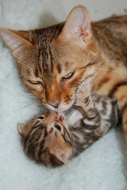 10 Mom Cats And Their Precious Kitties