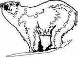 Bear Coloring Such Wecoloringpage sketch template