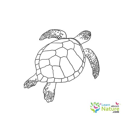 sea turtle coloring page  learn  nature