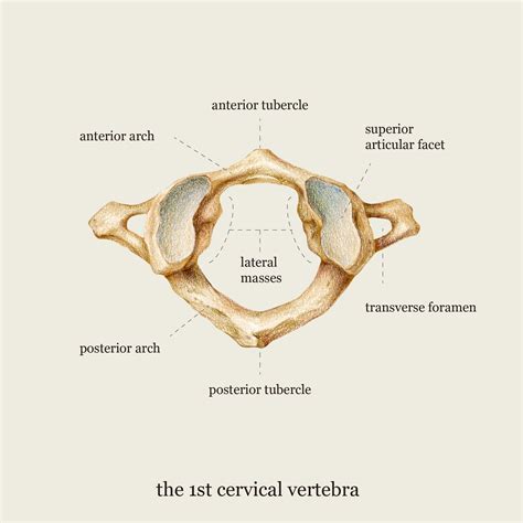 medical illustration  vertebrae medical illustration anatomy art