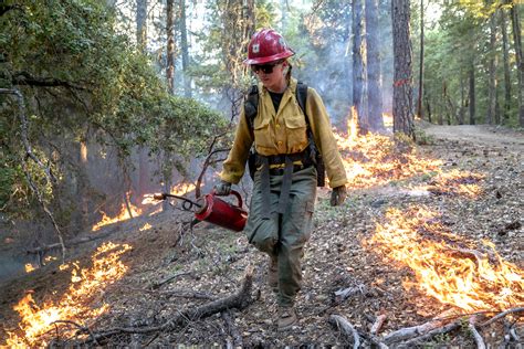 devastating forest fires  trillion trees movement puts   roots greenbiz