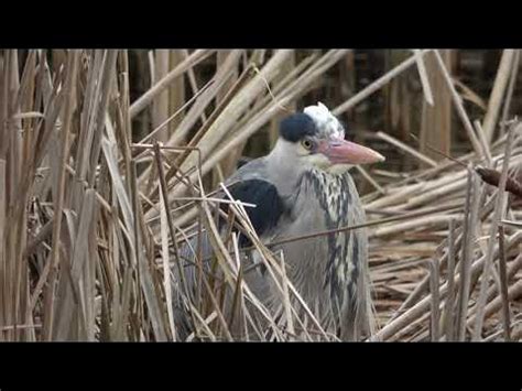 great blue heron colony reiger kolonie youtube