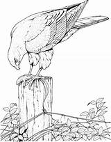 Coloring Pages Birds Bird Prey Tropical Puffin Feeder Printable Realistic Getdrawings Getcolorings Colorings Angry sketch template