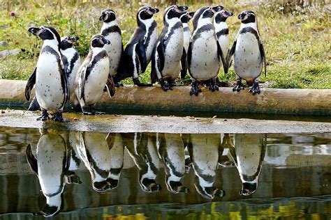 pinguine foto bild tiere zoo wildpark falknerei voegel bilder