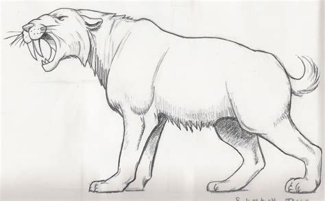 saber tooth tiger coloring page   saber tooth tiger