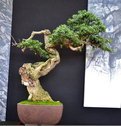 have there ever been so many great boxwood bonsai in one