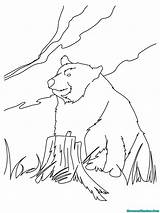 Oso Beruang Mewarnai Kodiak Colorir Pardo Animales Urso Selva Dibujo Coloriage Vieil Desenhos Hellokids Paud Tk Línea sketch template