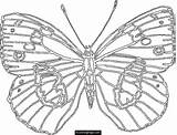 Coloring Pages Big Popular Butterfly sketch template