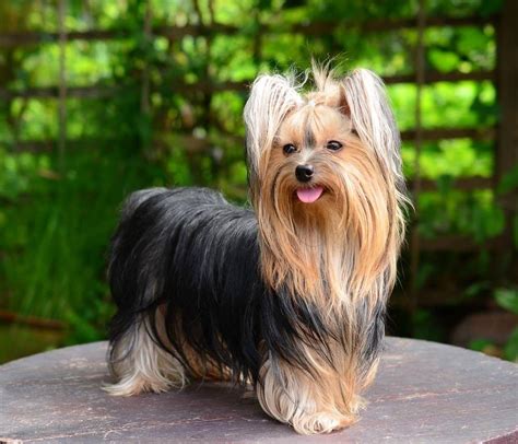 yorkshire terrier dog breed complete guide az animals