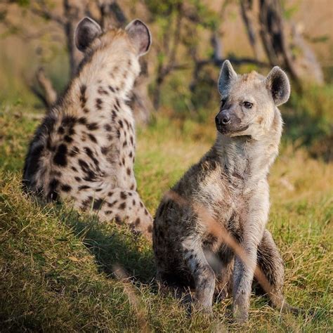 legal    hyena  texas anthropocentrism