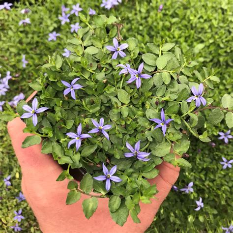 pratia pedunculata county park county park creeper  pot  prince