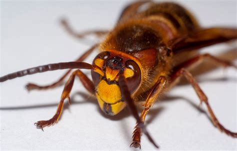 invasive murder hornet spotted     time wink news